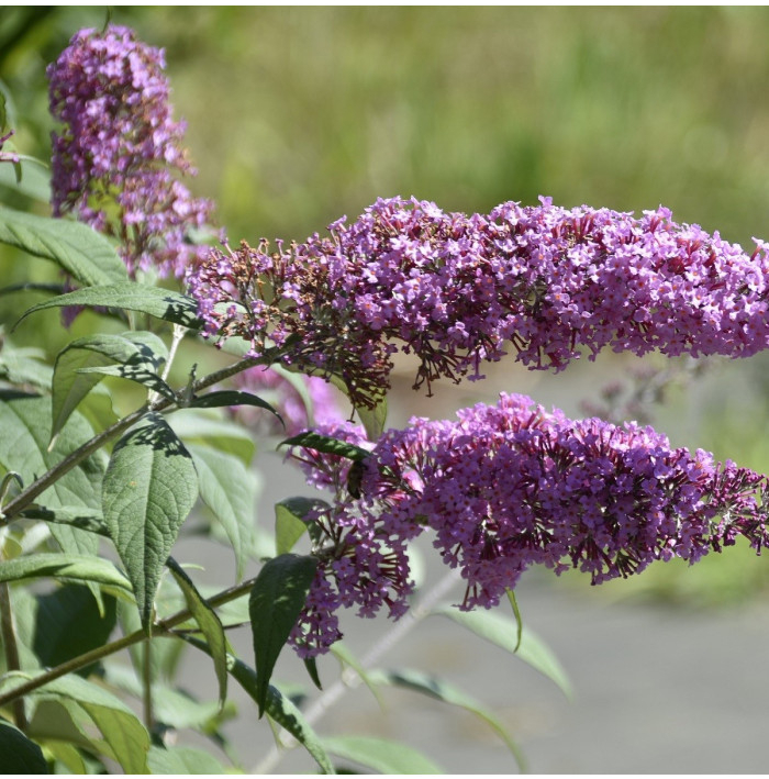 Budleja Dávidova - Buddleja davidi - semená motýlieho kríku - 20 ks