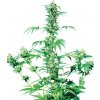 Sensi Seeds Early Girl regular semena neobsahují THC 10 ks