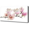 Foto obraz na plátne Magnólie 100x50 cm
