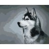ZUTY Maľovanie podľa čísel SIBÍRSKY HUSKY Rámovanie vypnuté plátno na rám Rozmer 80 x 100 cm