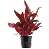 Alternanthera reineckii 