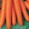 Semená: Mrkva neskorá FRANCIS