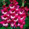 Gladiolus Jo Jo