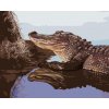 ZUTY Maľovanie podľa čísel - ALIGÁTOR PRI KMENI VO VODE (D. RUSTY RUST) Rámovanie: vypnuté plátno na rám, Rozmer: 80x100 cm