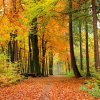 Dimex fototapeta Jesenné-les L-538 | 220 x 220 cm (Vliesová fototapeta | lepidlo zdarma)
