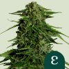 Royal Queen Seeds Cannabis Seeds Epsilon F1 Auto 1 ks