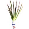 Vallisneria americana 'natans' - zväzok