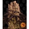 Purple Punch - Barney´s Farm Balenie: 10ks
