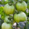 BIO Paradajka White Beauty - Solanum lycopersicum - predaj bio semien - 7 ks