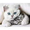 Diamantové malovanie Koťata D0054