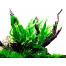 Akváriová rastlina Microsorum pteropus