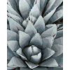 ZUTY Maľovanie podľa čísel - KAKTUS AGAVE Rámovanie: vypnuté plátno na rám, Rozmer: 80x100 cm