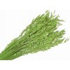 Sušený aranžérsky ovos - klasy 150g - svetlo zelené