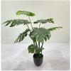 MONSTERA V PLAST.KVETINÁČI ZEL. 110CM