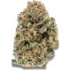 Growers Choice - MAF (Mighty Amstel Freezeland) Fast Version 5 ks - Semienka neobsahujú THC
