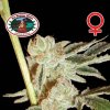 Big Buddha Seeds - BadAzz Cheese 5 ks - Semienka neobsahujú THC