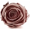 Stabilizovaná ruža – Rose Gold