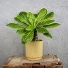 Brighamia insignis - Havajská palma