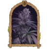 Exotic Seed - Quick Black Lemon 3 ks - semená neobsahujú THC