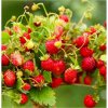 BIO Jahody stáleplodiace Reine des Vallées - Fragaria ananassa - bio semená - 10 ks