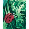 ZUTY Maľovanie podľa čísel - LIENKA NA TRÁVE Rámovanie: vypnuté plátno na rám, Rozmer: 80x100 cm