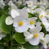 Begónia Superstar F1 White - Begonia semperflorens - semená - 20 ks