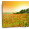 Sablio Obraz Pole vlčích makov - 50x50 cm