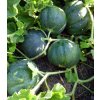 Melón cukrový Petit Gris de Rennes - Cucumis melo - predaj semien - 10 ks