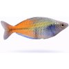 Aquascaperi Aterínka bosmanova - Melanotaenia / boesemani