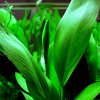 Anubias lanceolata (Košíčková Ø 5,5 cm)