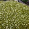 Machovnička Šidlovitá (Sagina subulata) kvitnúci koberec 1000 semien