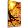 Vertikálny foto obraz na plátne Jesenný strom 50x100 cm