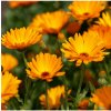 Nechtík lekársky Orange Daisy - Calendula officinalis - semená - 60 ks