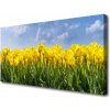 Obraz Canvas Tulipány kvety rastlina 100x50 cm