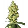 White Label White Widow Automatic semena neobsahuji THC 10 ks