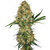 Sensi Seeds Hindu Kush neobsahuje THC 3 ks