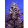 Sweet Seeds Bloody Skunk Auto neobsahuje THC 3 semena