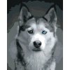 ZUTY Maľovanie podľa čísel HLAVA HUSKYHO Rámovanie bez rámu a bez vypnutia plátna Rozmer 80 x 100 cm