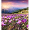 DIMEX fototapeta Krokusy na jar MS-3-0064 - 225 x 250 cm (150g VLIES - LEPIDLO ZADARMO)