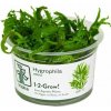 Hygrophila Odora