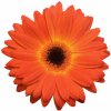 GERBERA JAMESONII do kvetináčov, REVOLUTION BICOLOR YELLOW ORANGE, 1000 semien