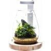 DOOA Glass Pot SHIZUKI