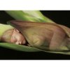 Schmidt Puzzle 500 Baby sleeping on red lily