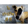 Pozorpes.sk, výstražná tabuľka (Jack Russel)