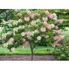 Hortenzia metlinatá Phantom na kmienku 90-100cm, kont. 5 l