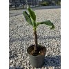Jedlý banánovník – Musa acuminata ‘Dwarf Cavendish’ v celkovej výške 40 cm