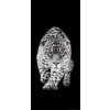 AG Design fototapeta FTN V 2897 Leopard 90 x 202 cm (VLIESOVÁ FOTOTAPETA 1-DIELNA)