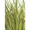 Puškvorec trávolistý FloraSelf Acorus gramineus 'Argenteostriatus' 5-30 cm kvetináč Ø 14 cm