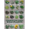 Foraging for Edible Wild Plants