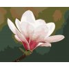 ZUTY Maľovanie podľa čísel - BIELA MAGNÓLIA Rámovanie: vypnuté plátno na rám, Rozmer: 40x50 cm